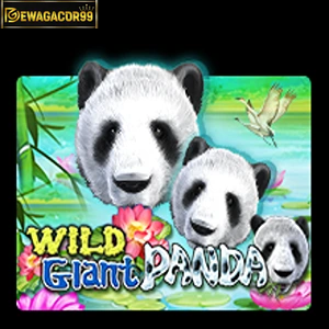 wild giant panda